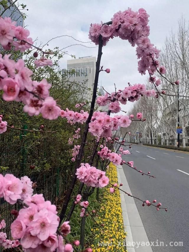 上海中山东二路：繁花似锦绘就春日画卷