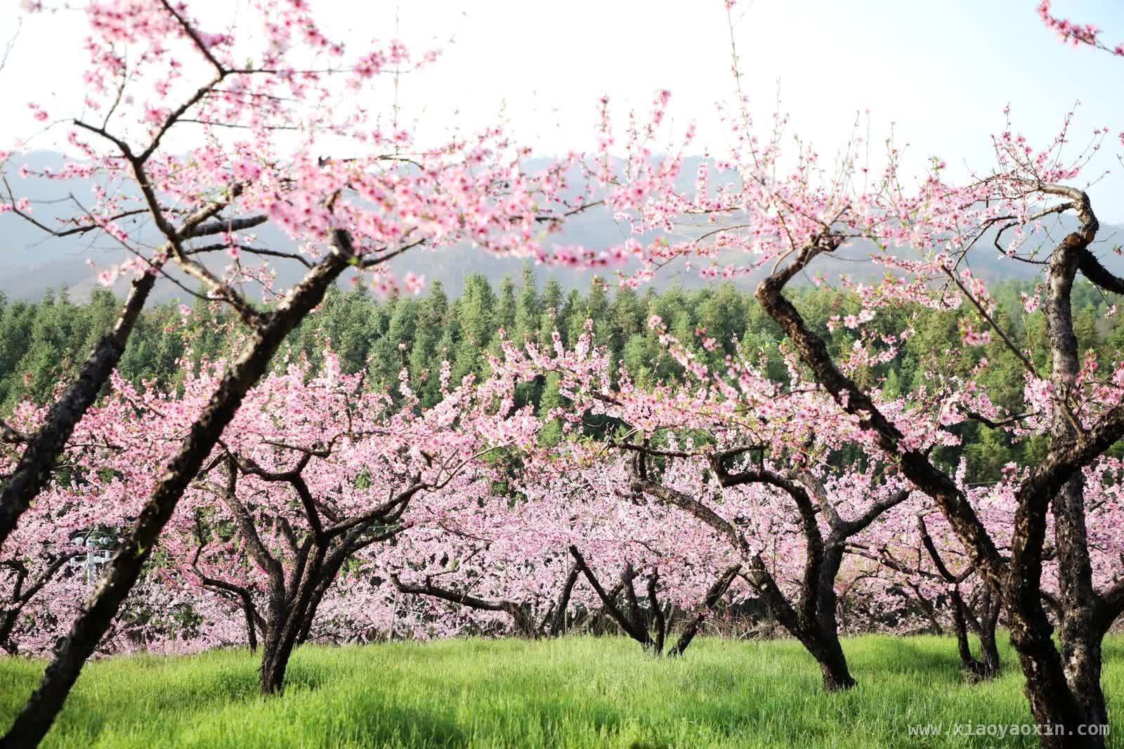 走进新田，在油菜花海中感受乡村春日魅力 春日新田，“三色”文旅邂逅金色油菜花海