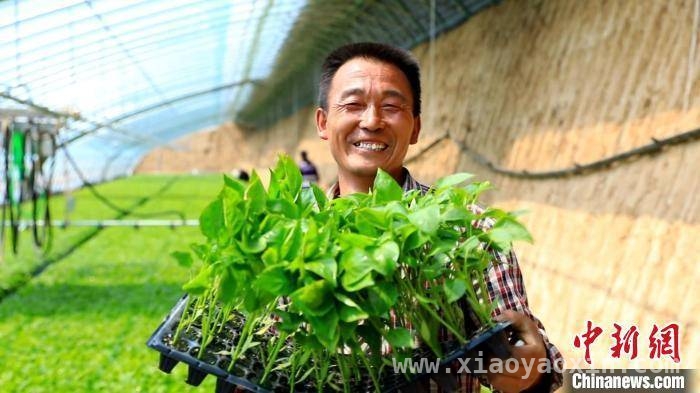 山西天镇：智能化育苗为乡村振兴添“绿”增“智”，春分时节，山西天镇智能化育苗开启乡村振兴新征程