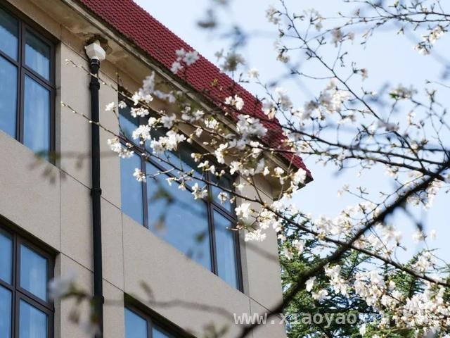 校园春日：邂逅一场粉色浪漫