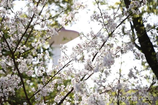 校园春日：邂逅一场粉色浪漫