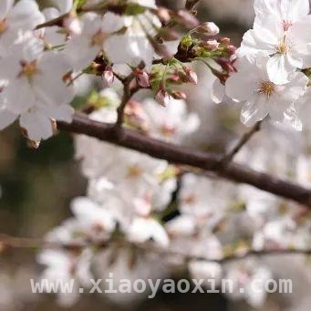 校园春日：邂逅一场粉色浪漫
