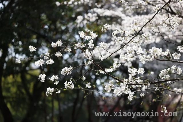 校园春日：邂逅一场粉色浪漫