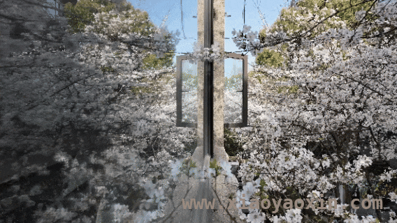 校园春日：邂逅一场粉色浪漫
