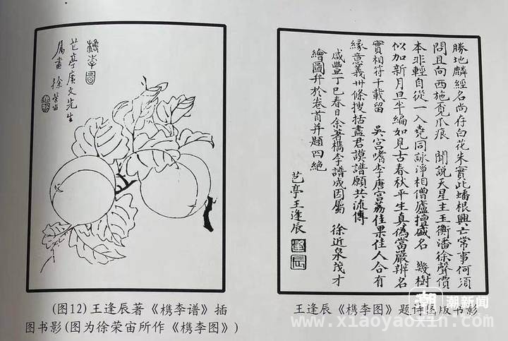 嘉兴槜李：2500 年名果文化等你共传承