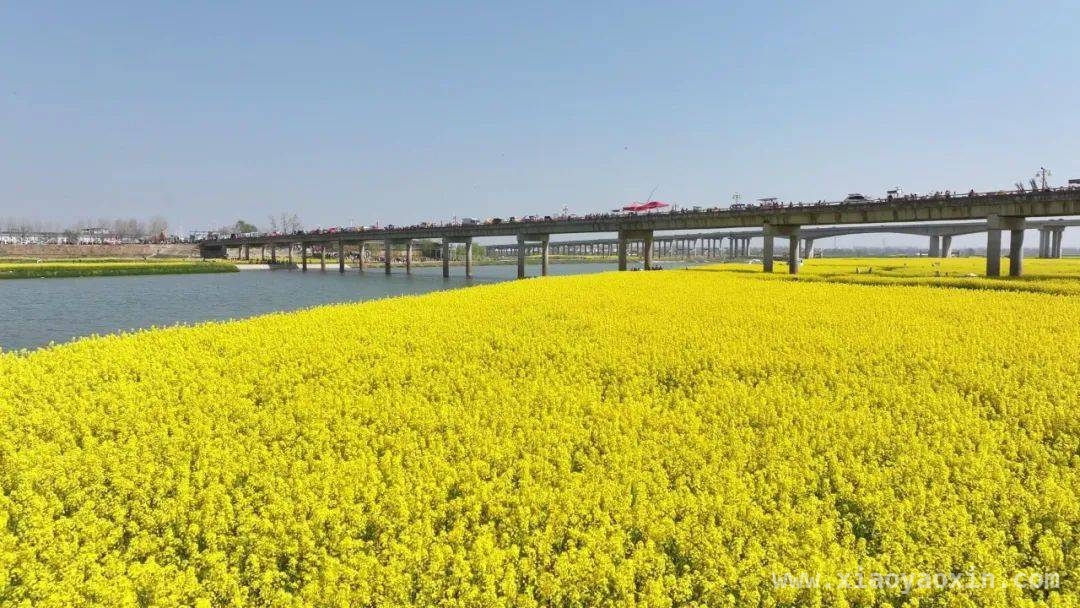 4. 阜南中岗油菜花文化旅游美食季，带动文旅产业蓬勃发展，2. 阜南中岗油菜花季：以花为媒，“颜值”变“产值”