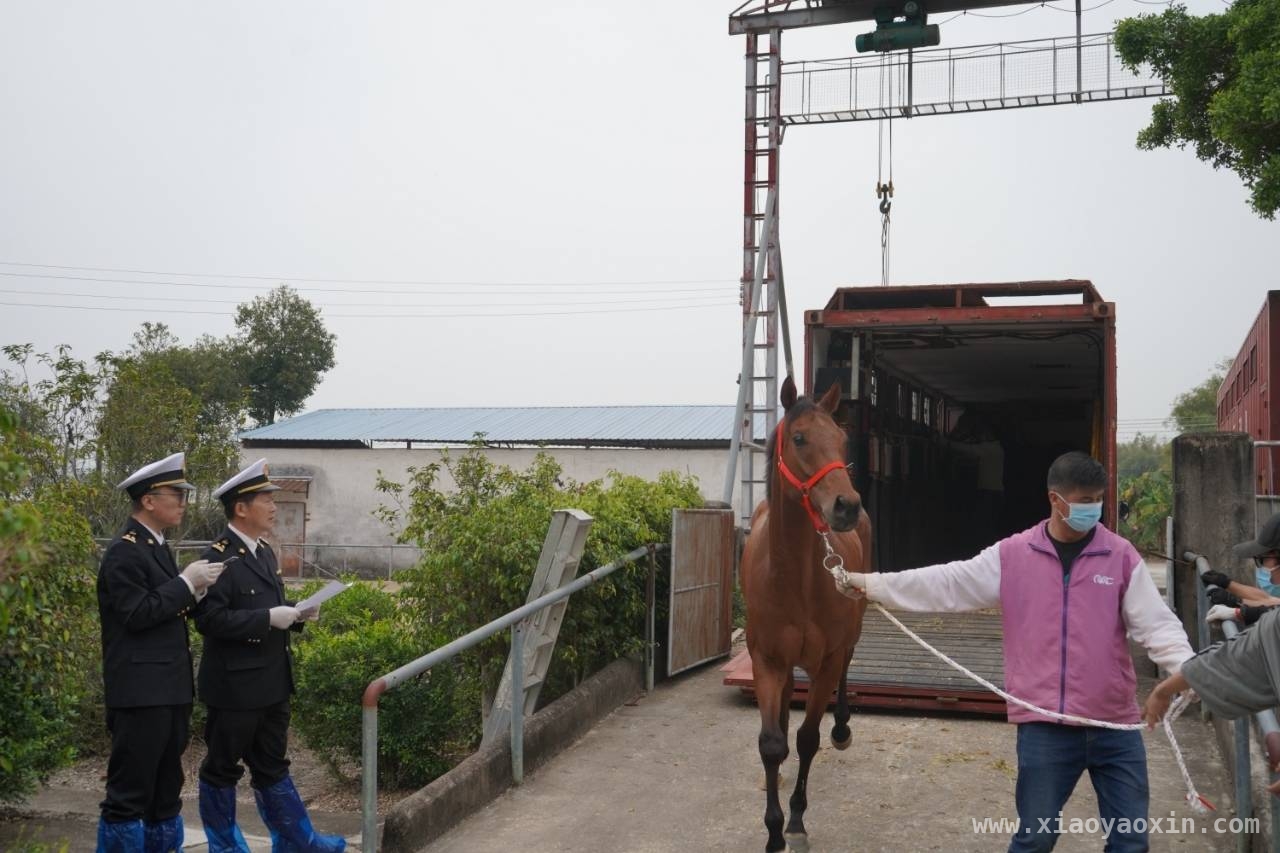 拱北海关助力，澳门最后一批退役赛马入珠海添马业新动力 澳门赛马谢幕，最后一批退役马抵珠海，海关功不可没