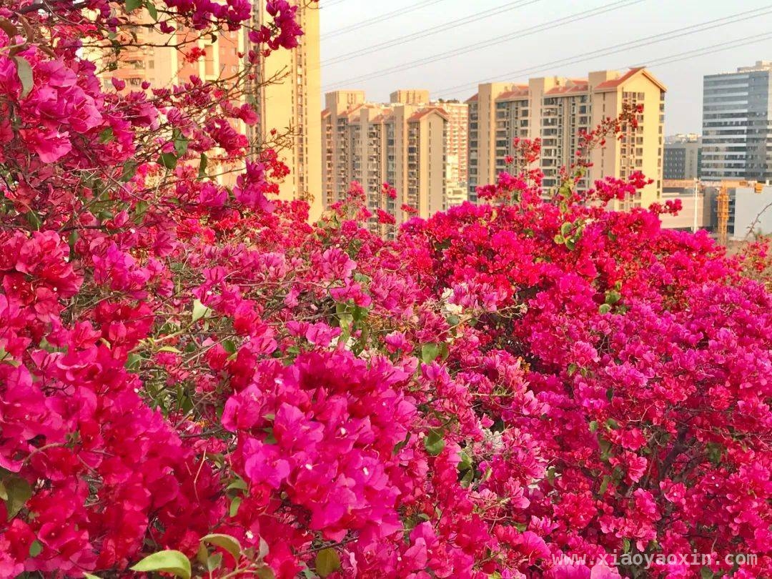 三角梅艳绽厦门，点亮春日打卡地