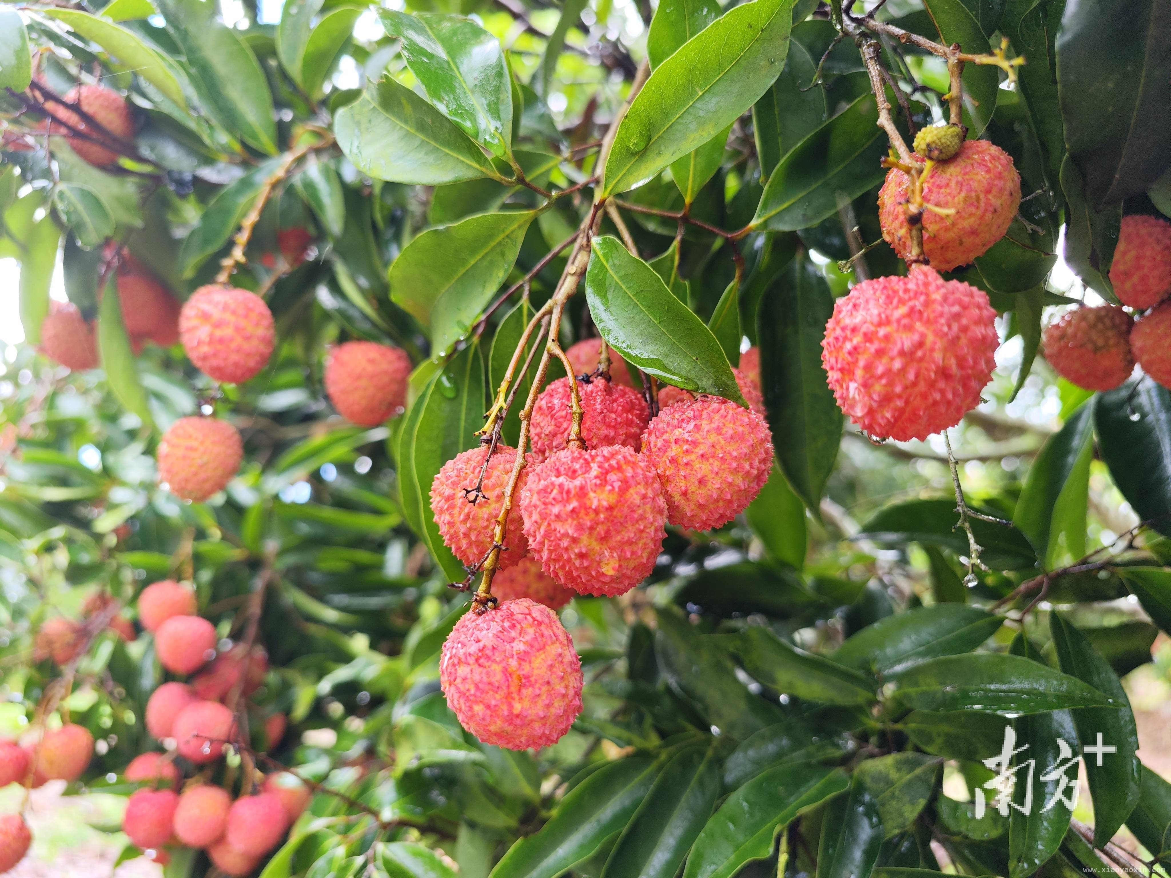 联饶桂味荔枝全国夺铜，为特色农业产业添彩