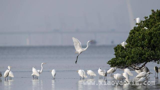 守护“海上绿洲”：内伶仃岛与福田红树林的无名英雄，内伶仃岛：林业人用青春汗水谱写生态守护之歌