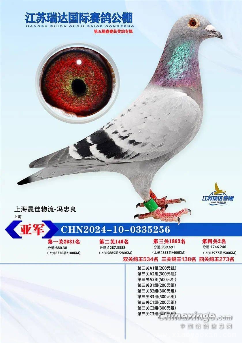 江苏瑞达赛鸽公棚春赛结束，网络同步拍卖等您体验，超六成归巢率！江苏瑞达赛鸽公棚春赛完美收官与拍卖预告