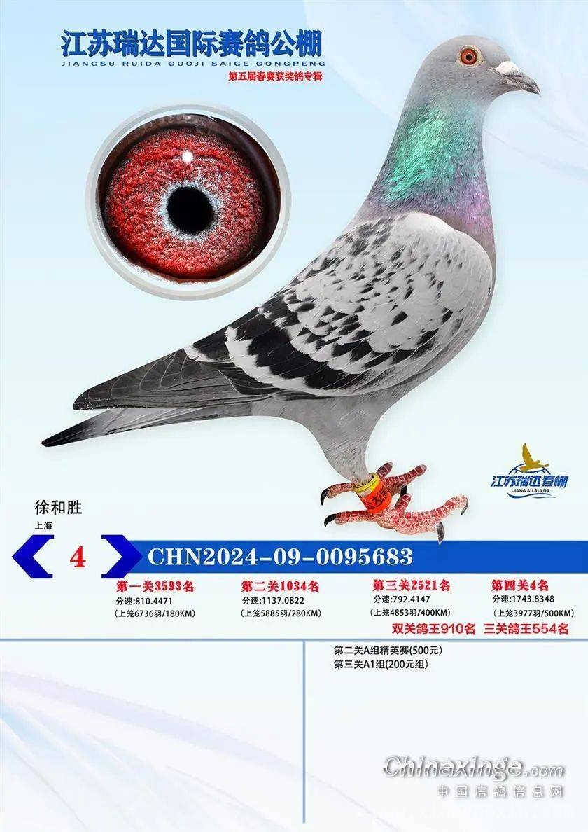 江苏瑞达赛鸽公棚春赛结束，网络同步拍卖等您体验，超六成归巢率！江苏瑞达赛鸽公棚春赛完美收官与拍卖预告