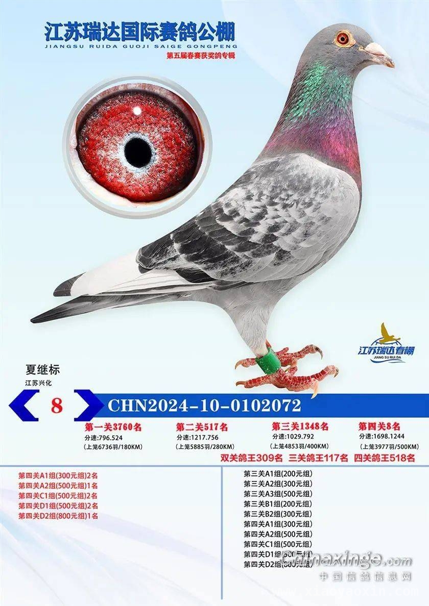 江苏瑞达赛鸽公棚春赛结束，网络同步拍卖等您体验，超六成归巢率！江苏瑞达赛鸽公棚春赛完美收官与拍卖预告
