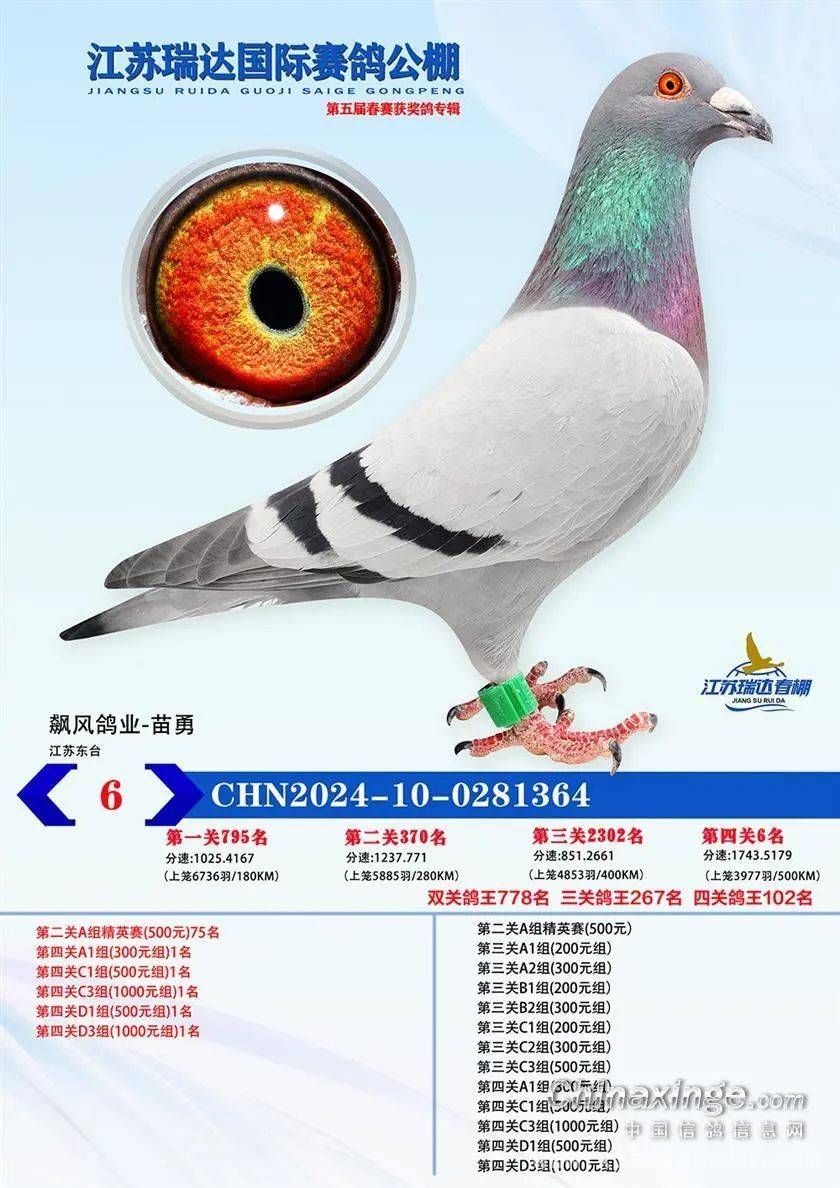 江苏瑞达赛鸽公棚春赛结束，网络同步拍卖等您体验，超六成归巢率！江苏瑞达赛鸽公棚春赛完美收官与拍卖预告