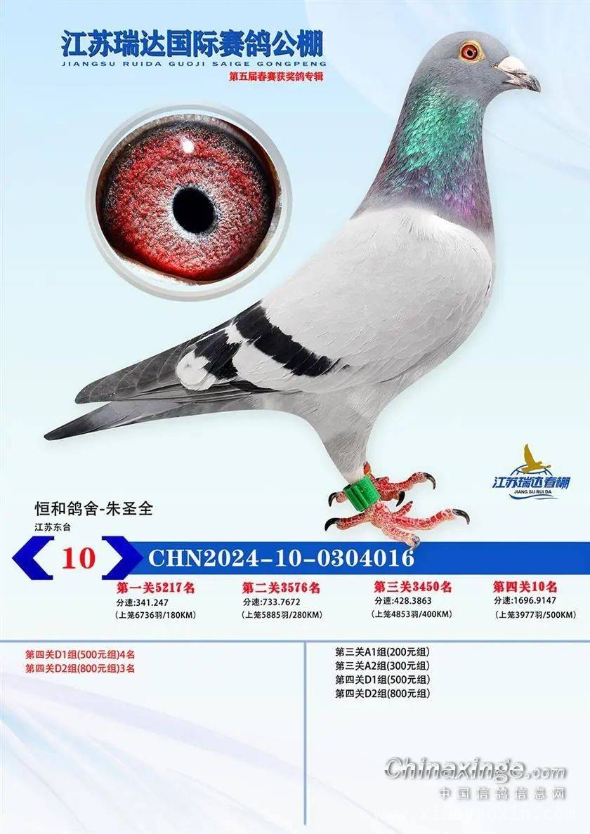 江苏瑞达赛鸽公棚春赛结束，网络同步拍卖等您体验，超六成归巢率！江苏瑞达赛鸽公棚春赛完美收官与拍卖预告