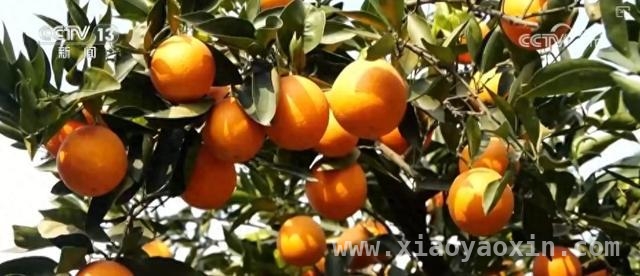 湖北宜昌秭归：科技赋能脐橙运输，果农喜获丰收