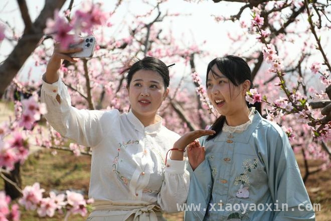 枣庄第八届桃花节：春日浪漫，解锁乡村振兴新密码