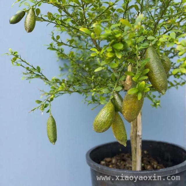 适合阳台种植的小型果树及除草剂误喷解决办法
