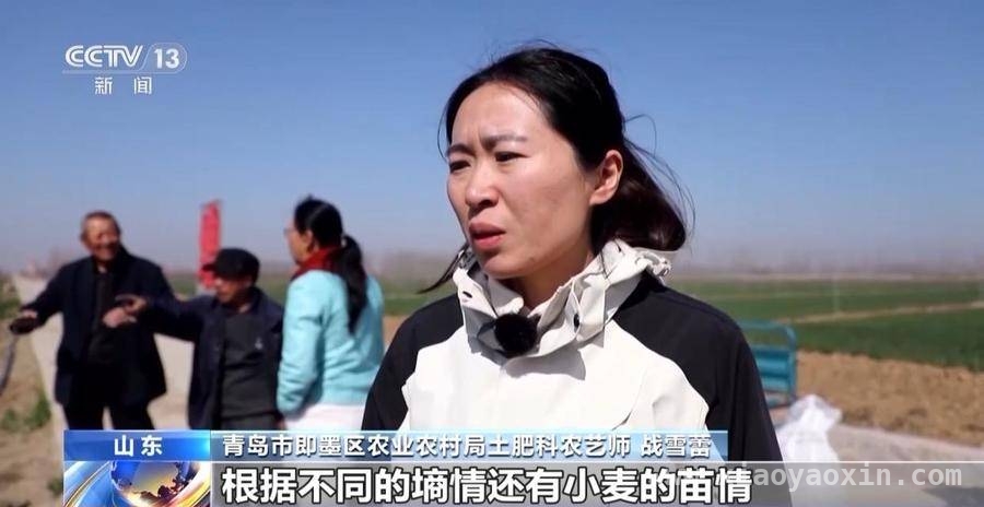 全国冬小麦生长情况良好，各地区特色田管技术大放异彩 冬小麦生长步入关键期，各地发力保障增产增收
