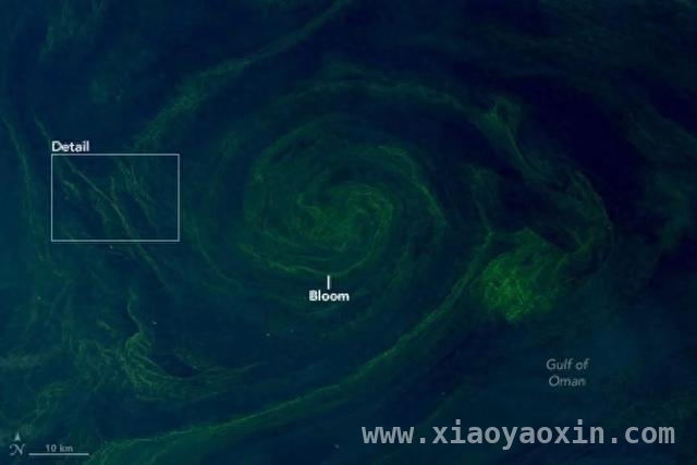 探秘阿曼湾：浮游植物藻华与夜光藻的生态较量