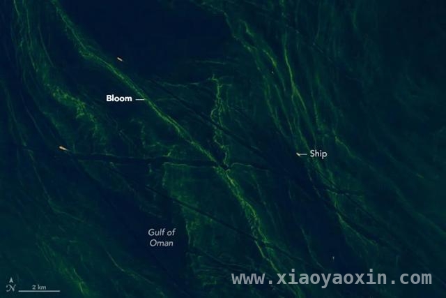 探秘阿曼湾：浮游植物藻华与夜光藻的生态较量