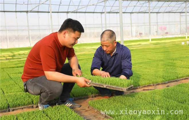 庐江春耕：工厂化育秧为粮食安全撑起“保护伞”