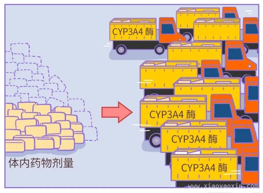 服药期间，西柚食用需谨慎，别让西柚成为你服药时的“雷区”