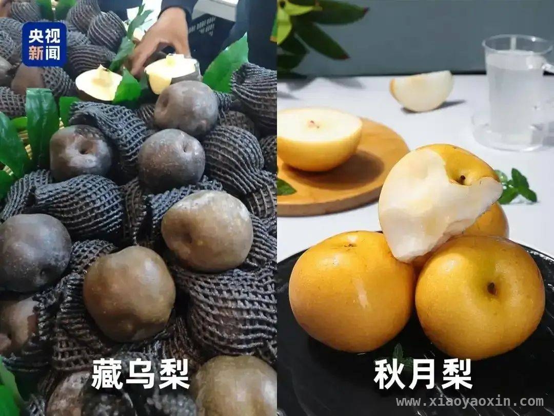 揭秘水果界的“忽悠”陷阱，别再交智商税！ 水果市场乱象丛生，“藏乌梨”等骗局何时休？