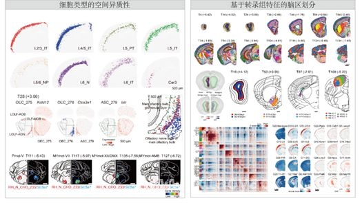 全新视角：单细胞分辨率小鼠大脑图谱问世，科研新成果：成年小鼠大脑图谱助力神经科学研究