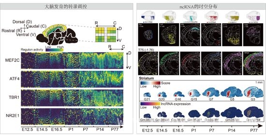 全新视角：单细胞分辨率小鼠大脑图谱问世，科研新成果：成年小鼠大脑图谱助力神经科学研究