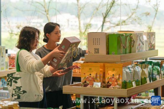长沙茶亭镇：油菜规模化种植撬动文旅经济，春日茶亭镇：油菜花海开启乡村经济新画卷