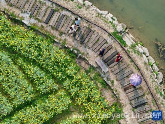 长沙茶亭镇：油菜规模化种植撬动文旅经济，春日茶亭镇：油菜花海开启乡村经济新画卷