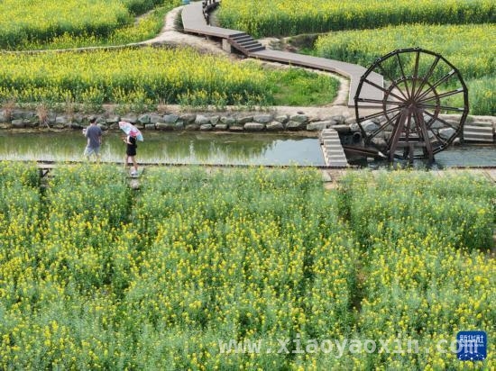长沙茶亭镇：油菜规模化种植撬动文旅经济，春日茶亭镇：油菜花海开启乡村经济新画卷