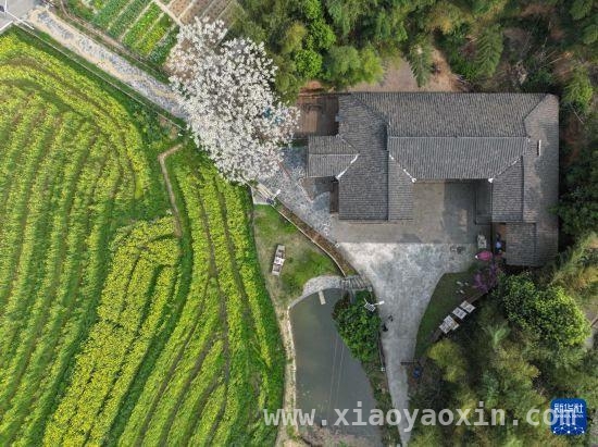 长沙茶亭镇：油菜规模化种植撬动文旅经济，春日茶亭镇：油菜花海开启乡村经济新画卷