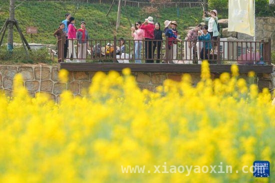 长沙茶亭镇：油菜规模化种植撬动文旅经济，春日茶亭镇：油菜花海开启乡村经济新画卷