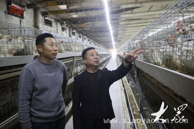 无棣县养鸡新风尚：郭龙村引领农民规模养殖创收益 小泊头镇养鸡奇迹：郭龙村与农民共绘增收蓝图