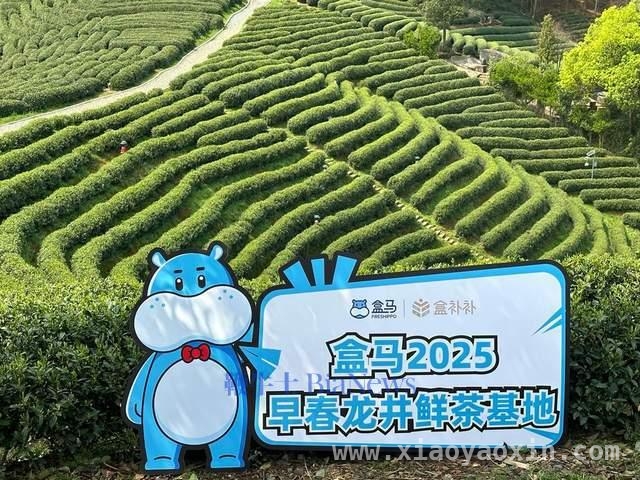 解锁盒马春茶密码，感受年轻消费新趋势 盒马春茶来袭，引领年轻茶饮新风尚