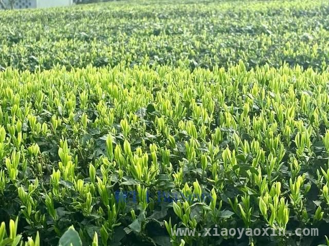 解锁盒马春茶密码，感受年轻消费新趋势 盒马春茶来袭，引领年轻茶饮新风尚