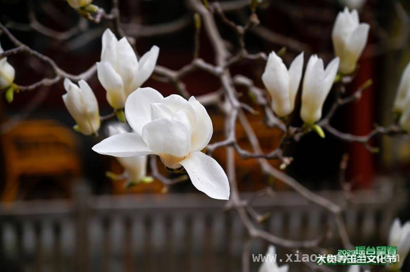 春日盛事！2025大觉寺玉兰文化节开幕 京西古刹大觉寺：玉兰飘香，文化盛宴启幕