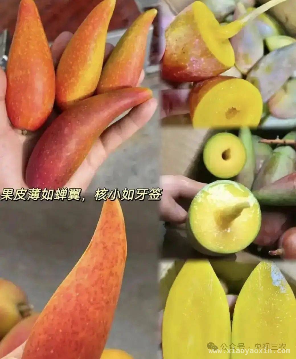 警惕！这些水果名字背后的骗局