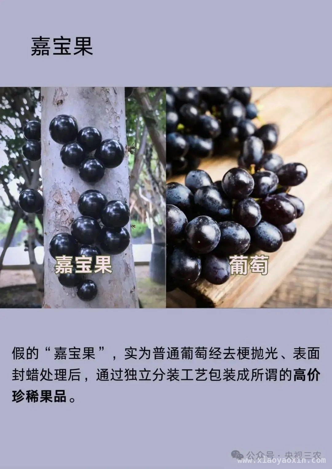 警惕！这些水果名字背后的骗局