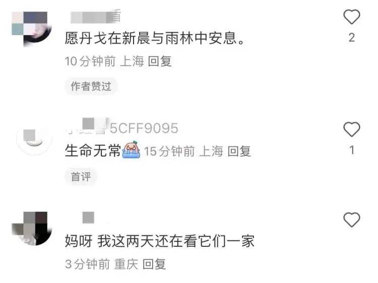惊！上海动物园知名银背“丹戈”因心源性猝死离世，痛心！“丹戈”——这只上海动物园的银背大猩猩因心源性猝死离去