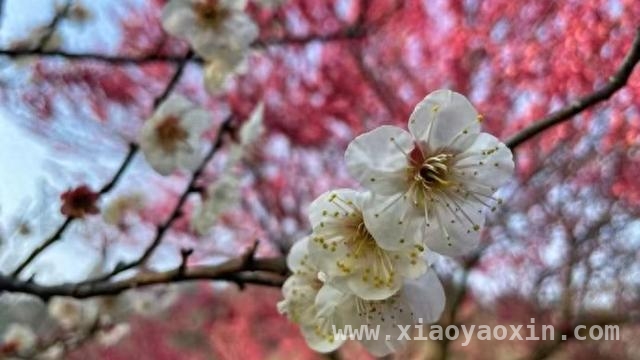 王犁绘画：在“胖”与“瘦”的艺术空间中探寻真谛