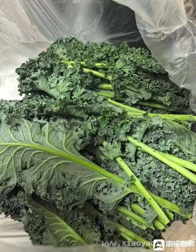 羽衣甘蓝饮品：从“难以下咽”到奶茶店热推 济南奶茶界新宠：羽衣甘蓝饮品走红背后