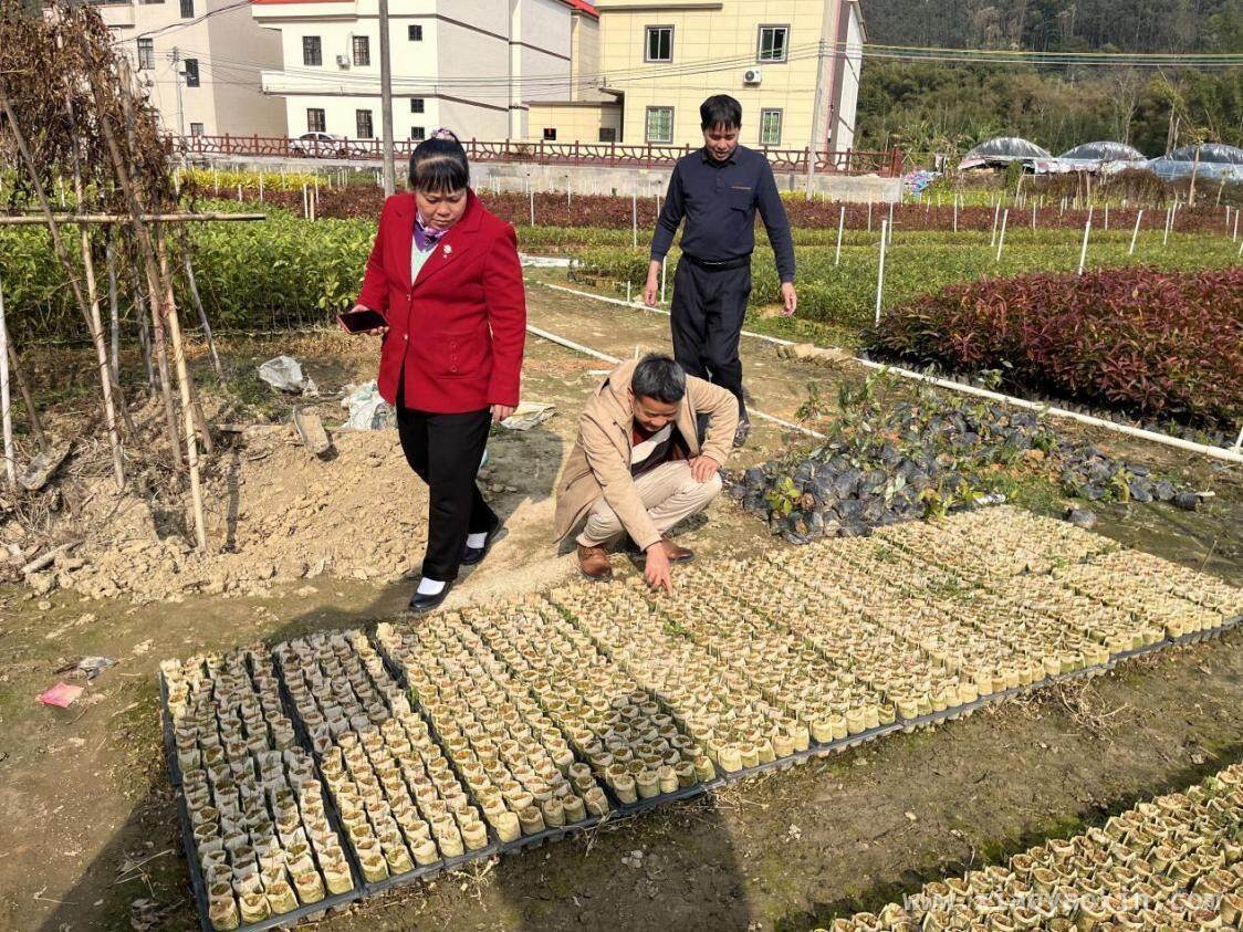 党建与产业双轮驱动，云浮江磅村绘就和美乡村新画卷 探秘云浮罗坪村发展秘诀，“四步走”引领乡村蝶变