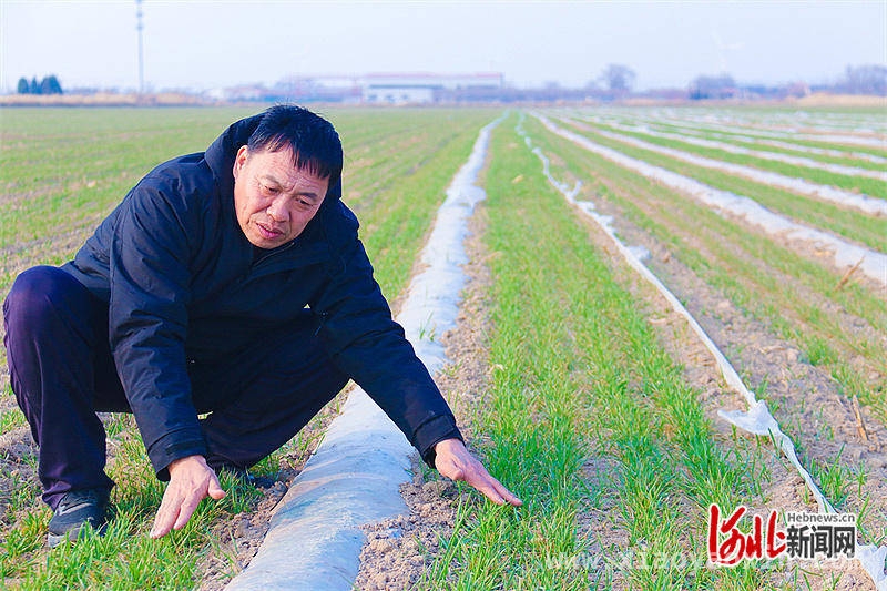 盐碱地“蝶变”：友和合作社与科研力量共绘丰收画卷