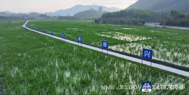 茭白飘香，深汕特别合作区“冬闲田”变身“增收田”，深汕特别合作区：“稻菜”轮作助力乡村振兴大步向前