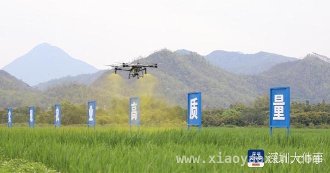 茭白飘香，深汕特别合作区“冬闲田”变身“增收田”，深汕特别合作区：“稻菜”轮作助力乡村振兴大步向前
