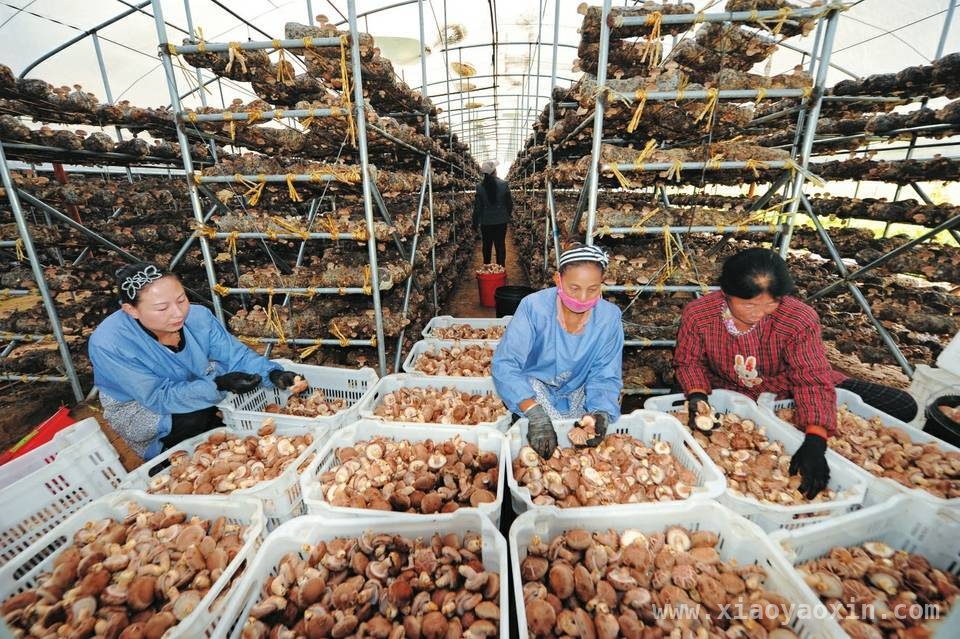 临县发力食用菌产业，乡村振兴再添新动能
