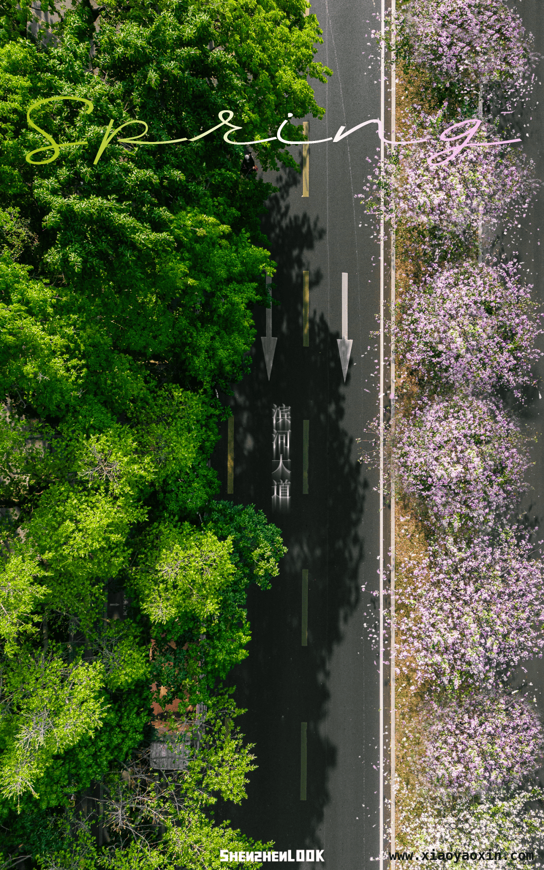 漫步深圳滨河大道，感受春日繁花与黄昏之美 深圳滨河大道：春日花路与黄昏画卷的交织